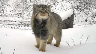 First Photographic Evidence of the 'Pallas's cat above 4992 masl