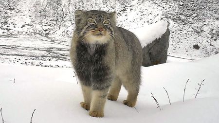 First Photographic Evidence of the 'Pallas's cat above 4992 masl