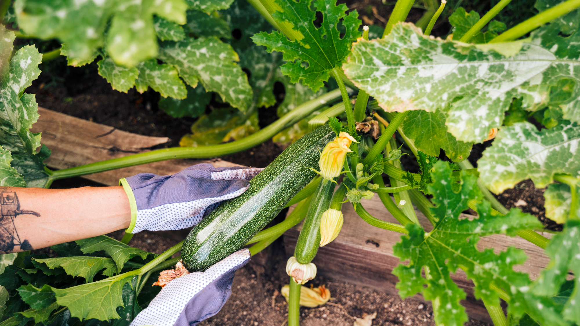 woman harvesting zucchini