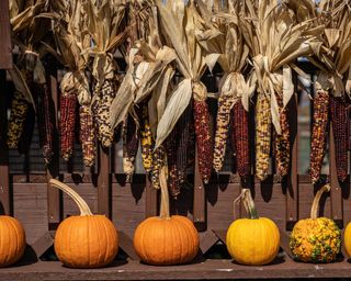 corn and pumpkin autumn decor