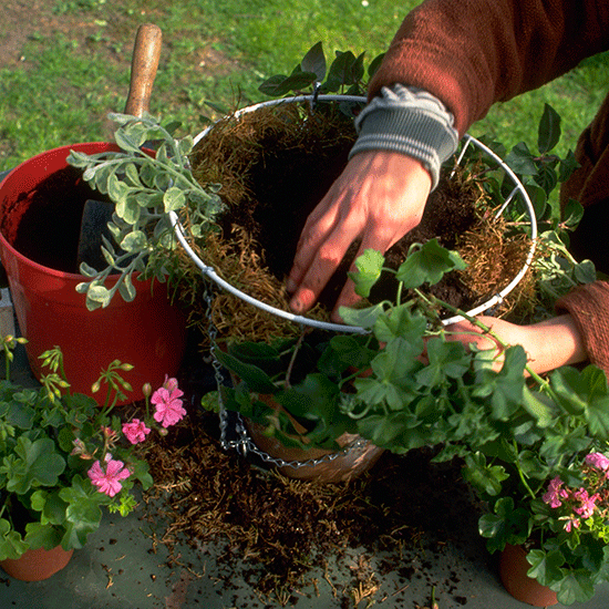grass field with purple flower in pots and hand shovel