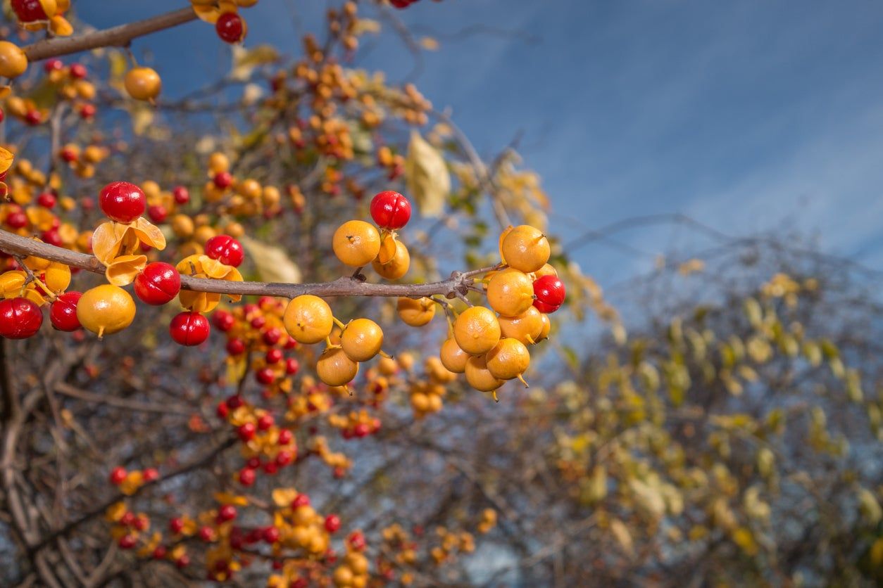 Bittersweet Vine Plant