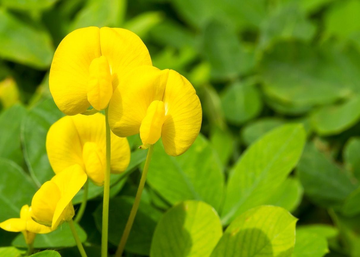 Yellow Ornamental Perennial Peanut Plants