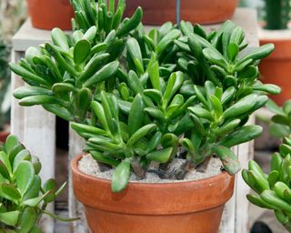 Jade plant in terracotta pot on wooden crates