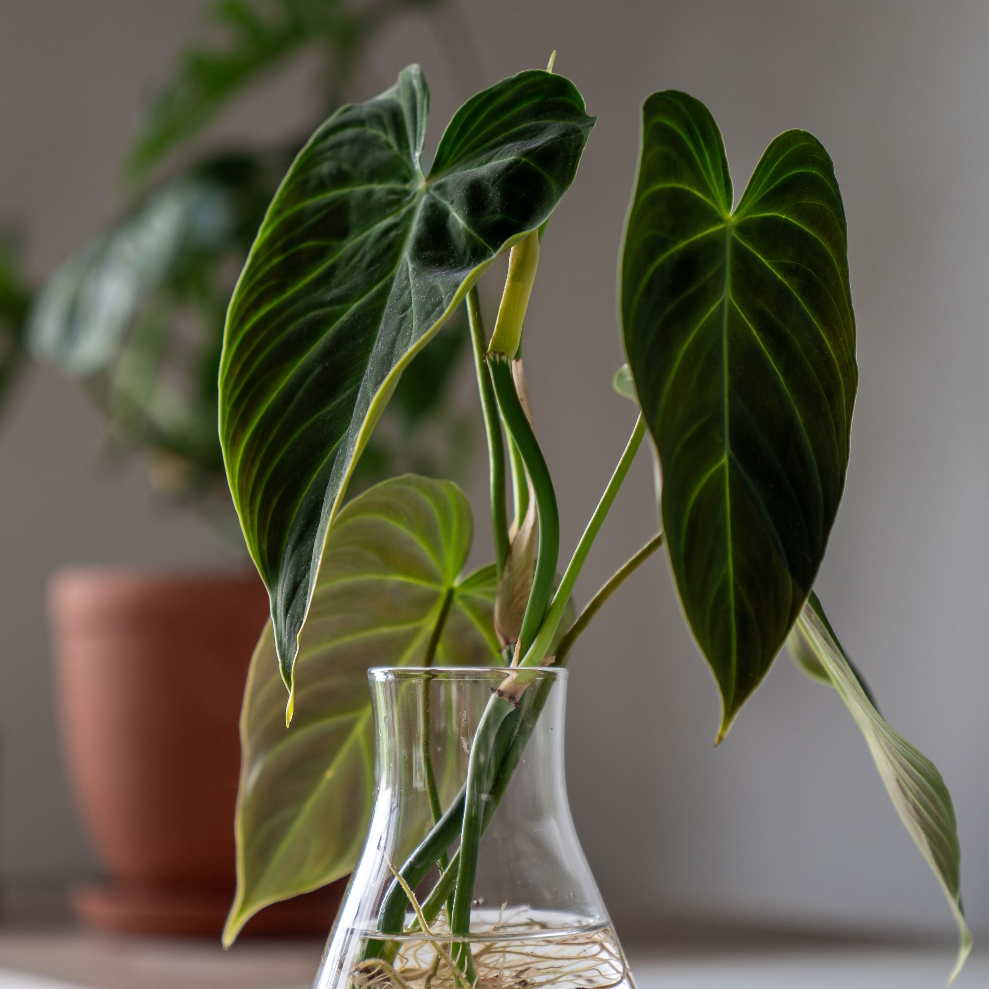 Philodendron houseplant growing in hydroponic vase
