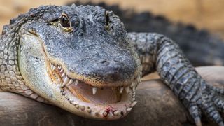 Close up of a smiling alligator.