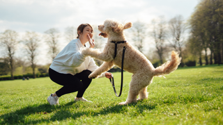 Dog jumping up to high five owner crouching down in a field
