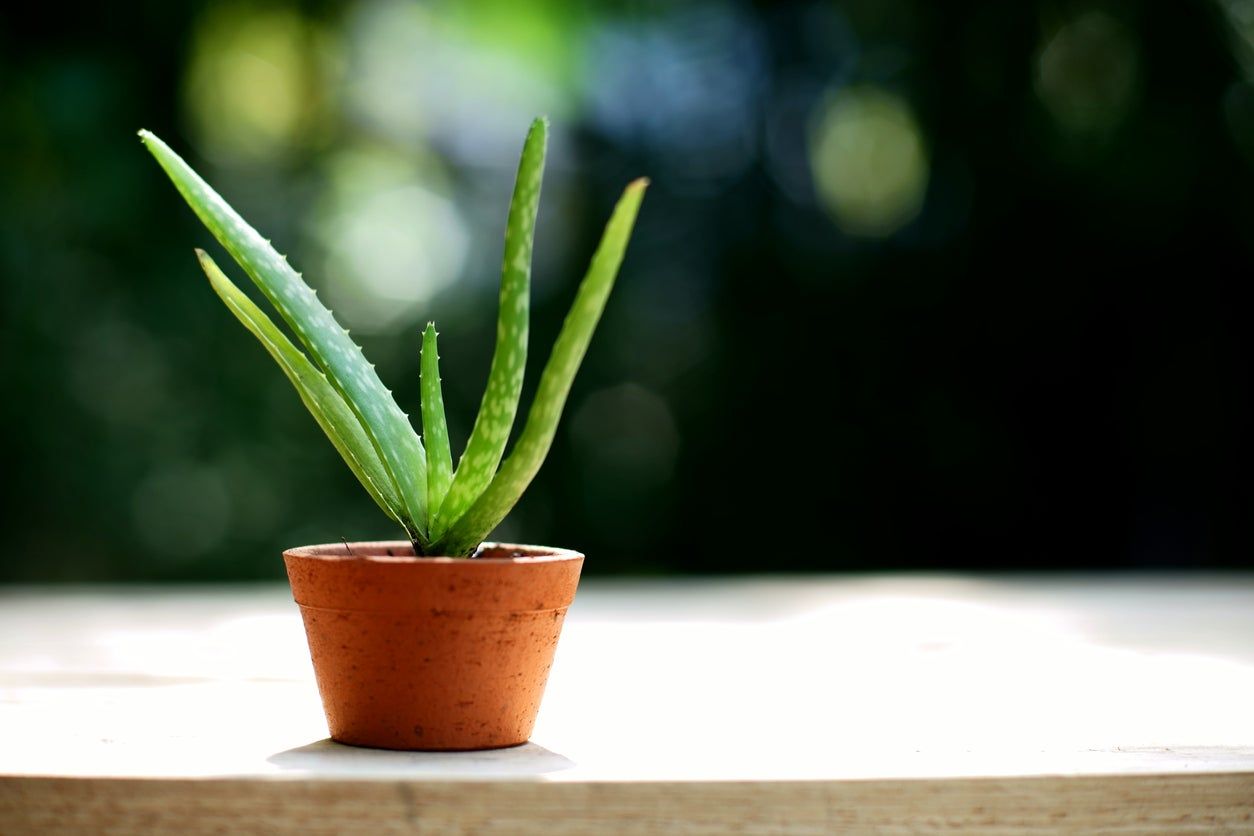 aloe seedling