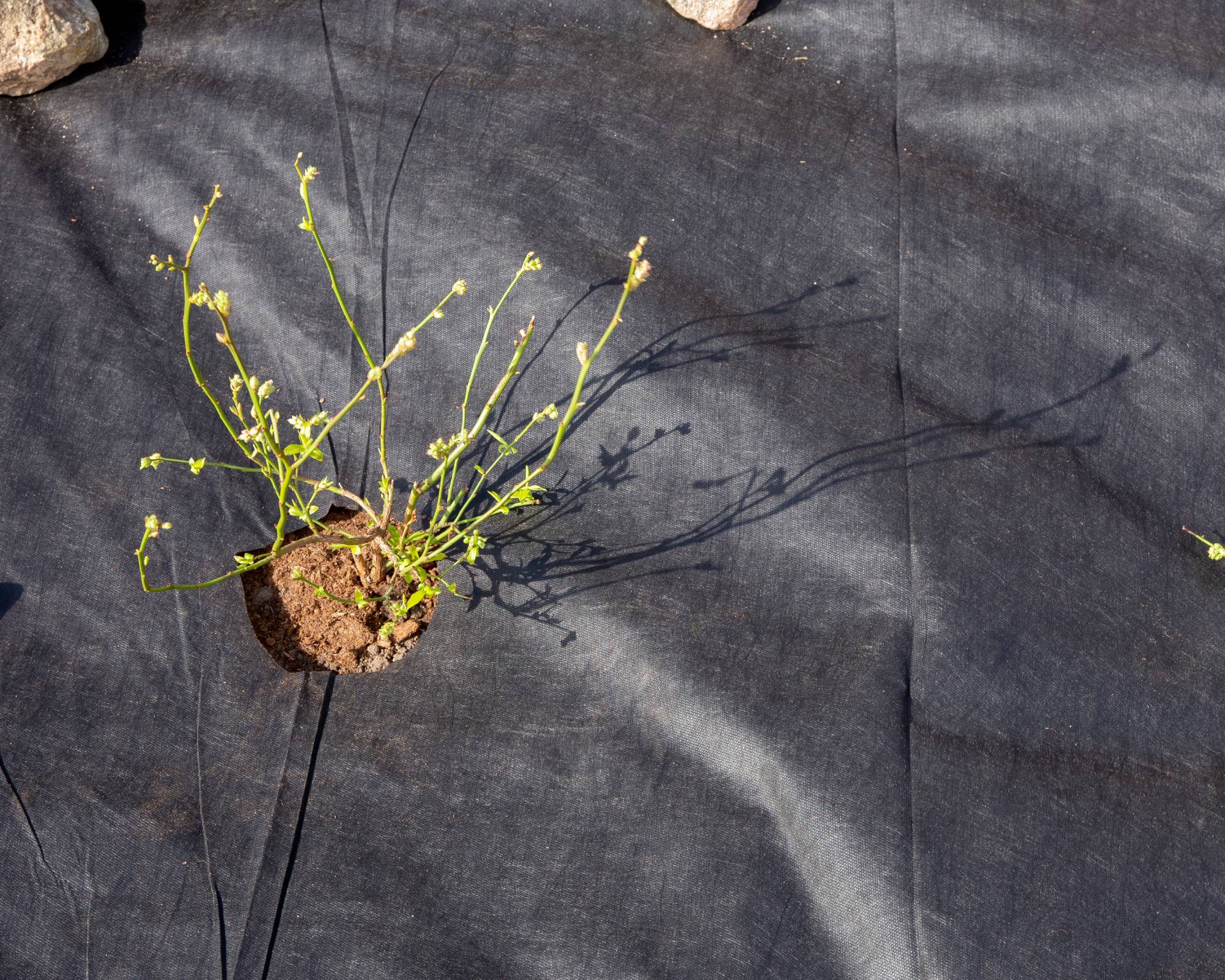 Plant growing through hole in landscape fabric