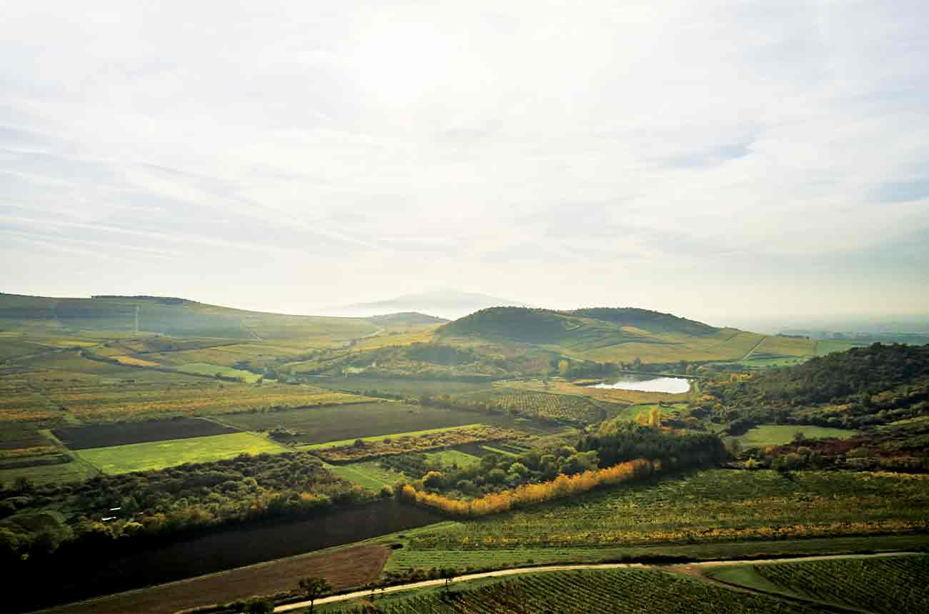 Vineyards in Tokaj region, Hungary