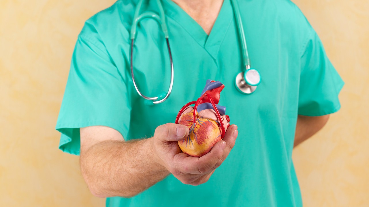 Man holding a model of a human heart