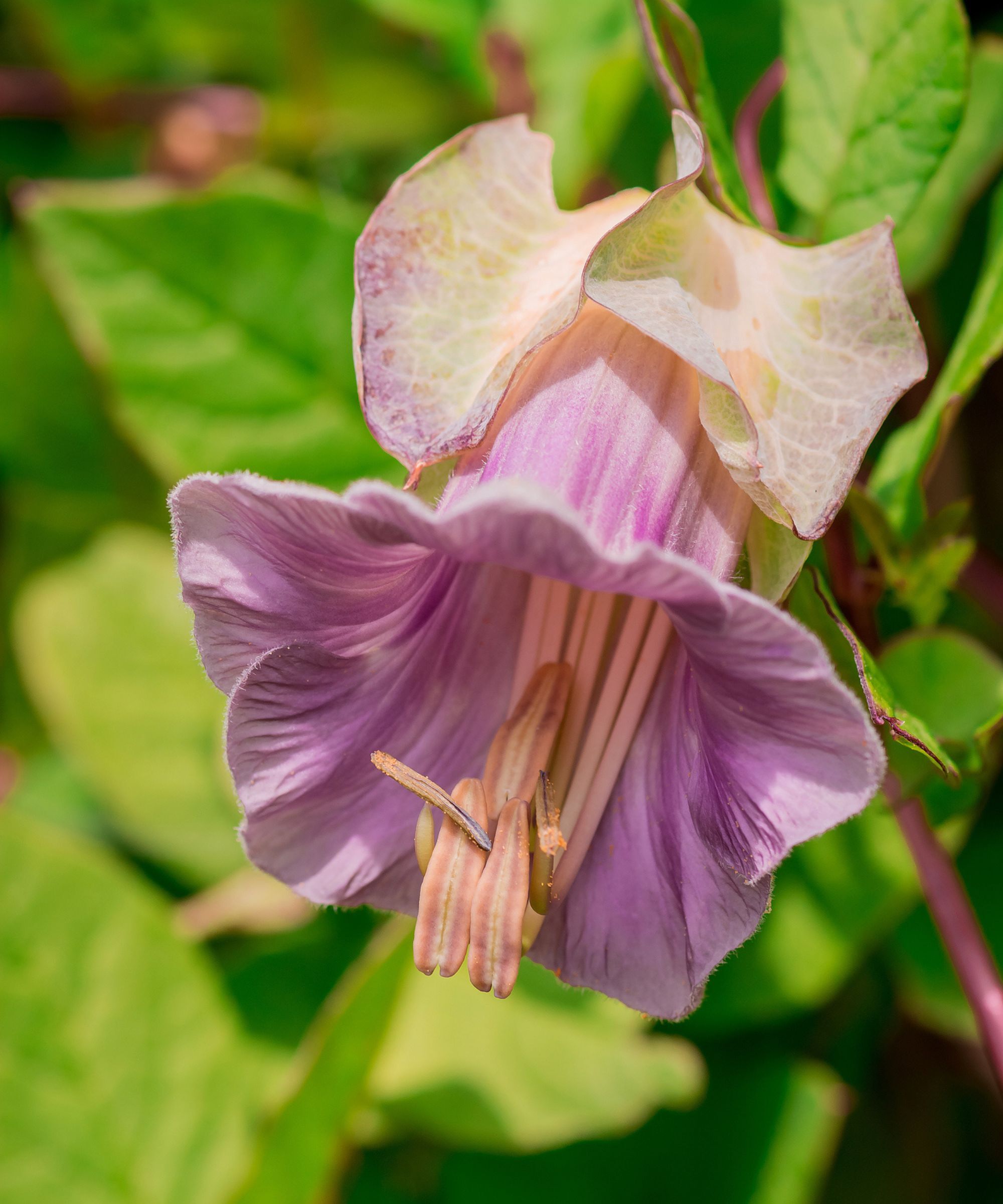 Cobaea scandens