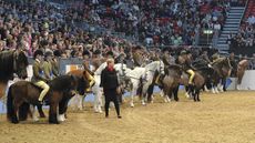 Fiona Holton is be judging the BSPS supreme M&M ridden final alongside fellow ride judge Jill Burgess and conformation judges Joyce Coltart and Ann Bigley.&nbsp;