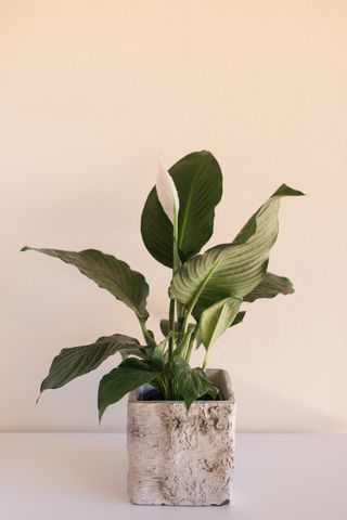 A peace lily plant in a rustic textured planter