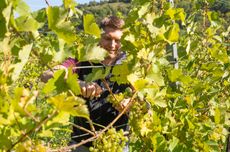 Austria_feat_Robert-Herbst_winzerjahr_2021_2891bf17-3be3-4904-8f0f-a605f4a3f1e1.jpg