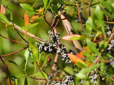 Wax Myrtle Plant