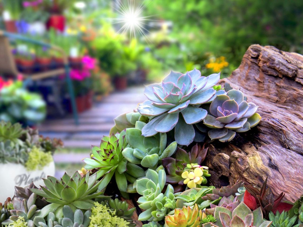 Outdoor Succulent Garden