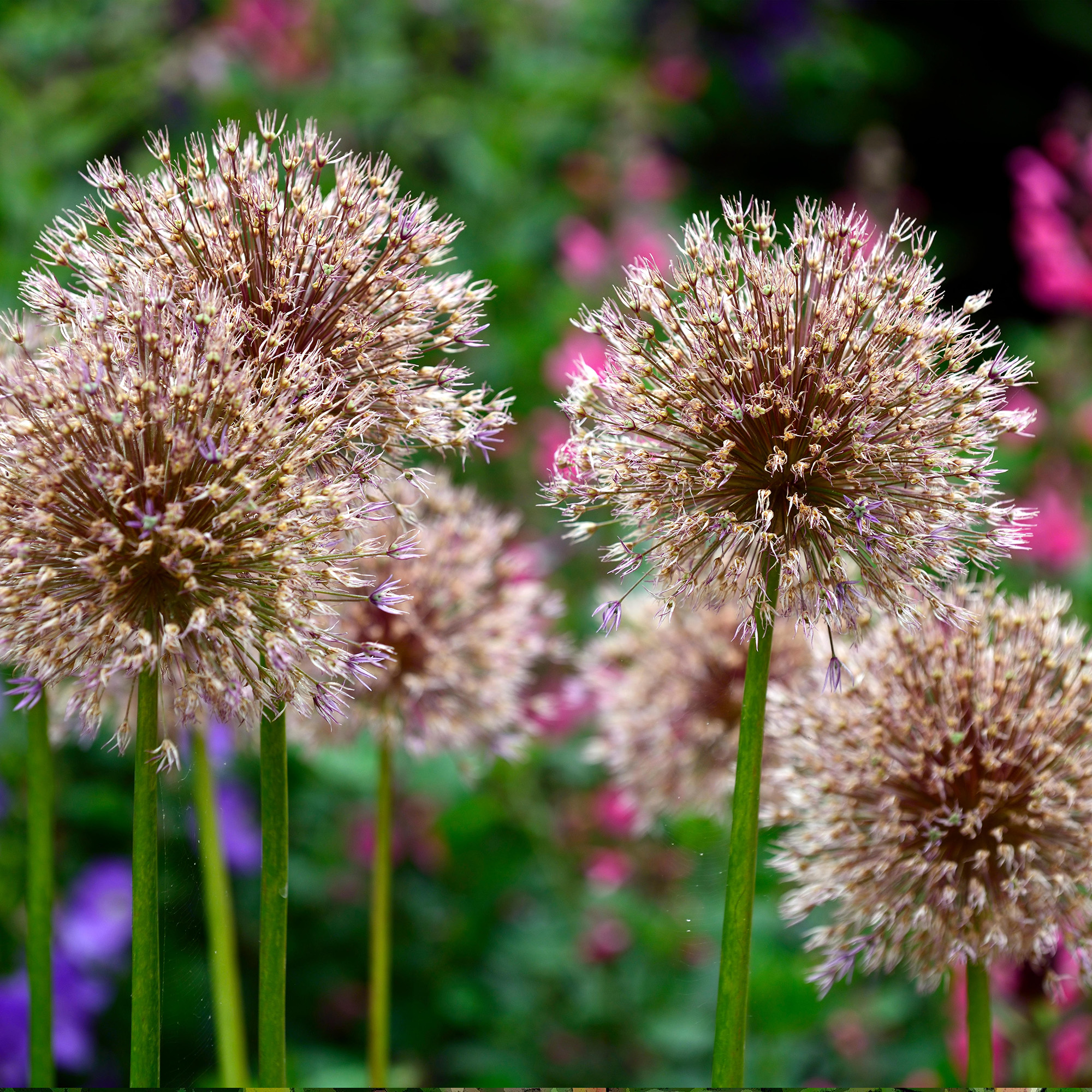 allium seedheads in garden border