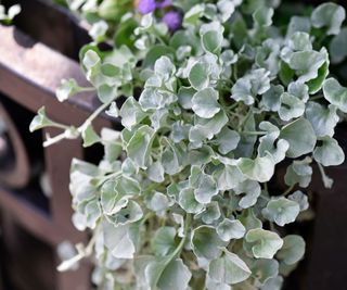 Fogliame argenteo a forma di cuore della Dichondra 'Silver Falls' a cascata.