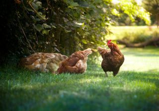 Chickens on a backyard lawn