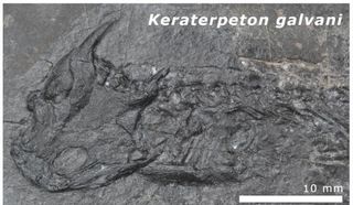 One of the misshaped Keraterpeton fossils unearthed at the Jarrow Assemblage in Ireland. Its bones were likely warped by superheated fluids pushed up from the mantle during an ancient continental collision.