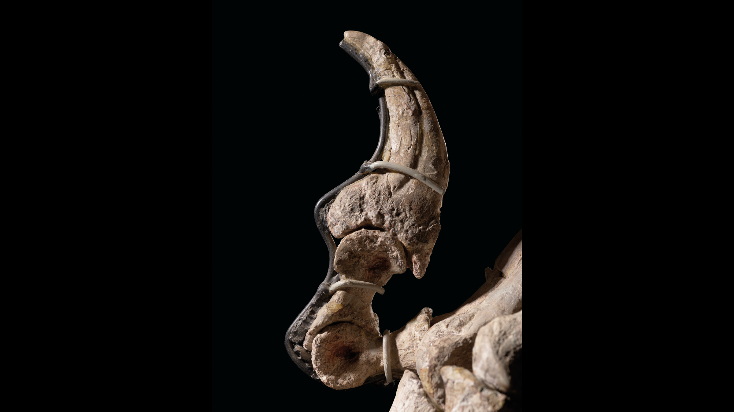 A photo of a Deinonychus claw. Deinonychus likely used its long claws to disembowel prey.