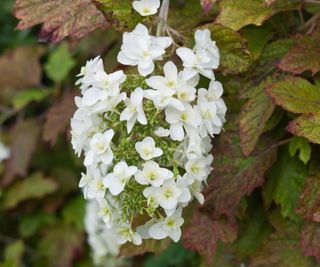 hydrangea Snowflake flowering in border