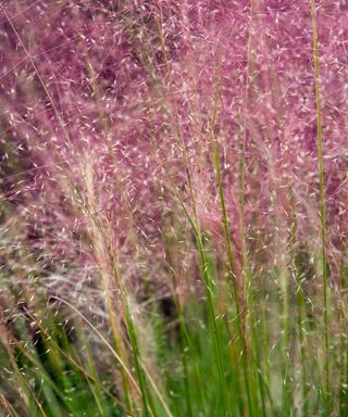 pink grasses