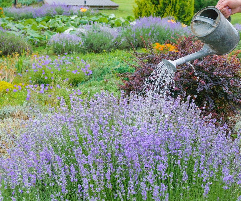 Watering lavender tips for plants in the ground or in pots Homes