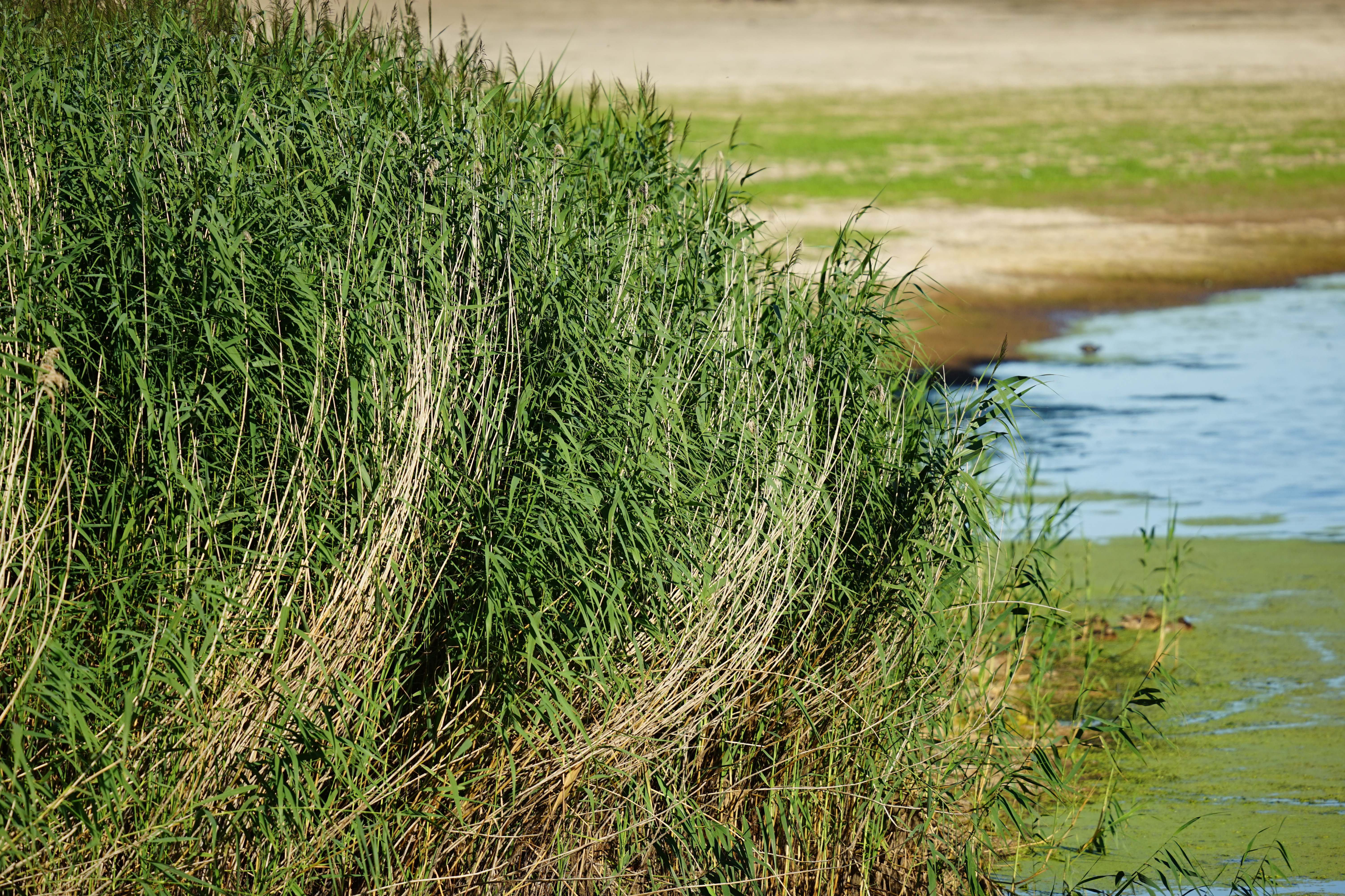 Sigma 300-600mm f/4 DG OS Sports example shot