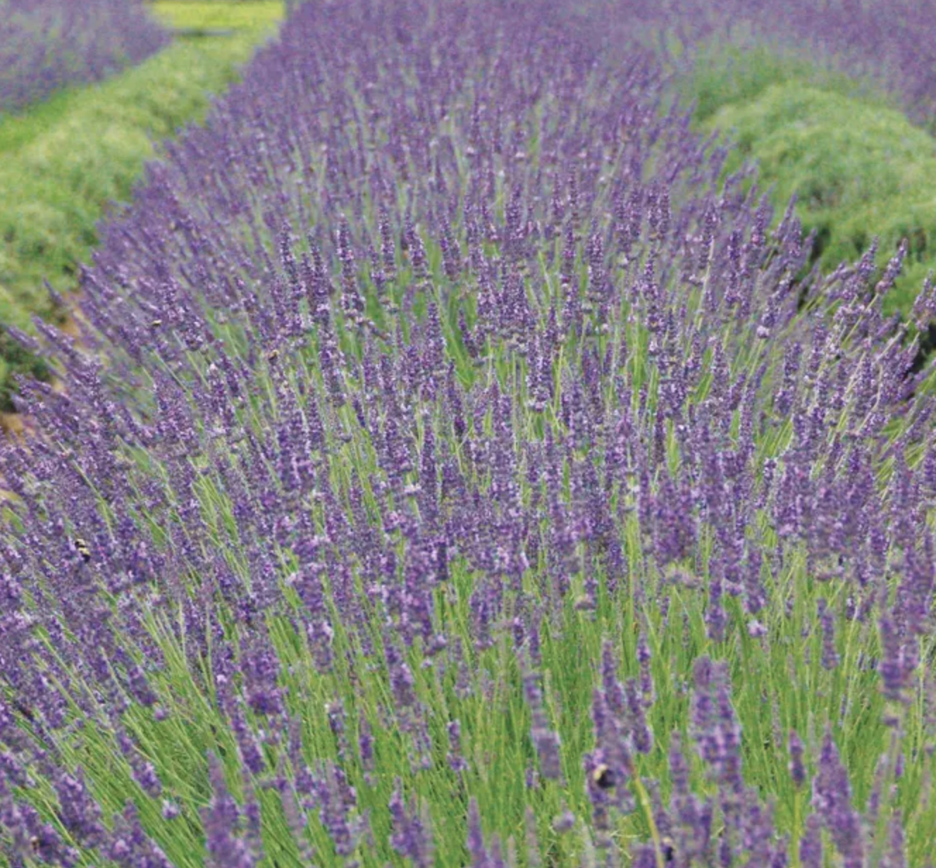 Phenomenal Lavender