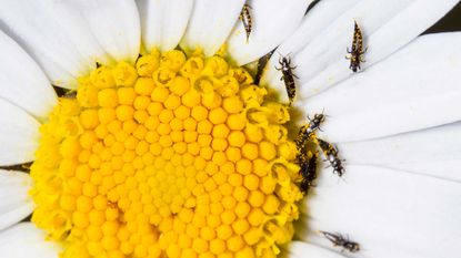 how to get rid of thrips