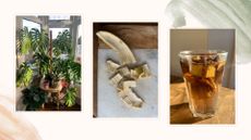 Compilation image of a healthy monstera plant, a chopped banana peel and a glass of banana peel water