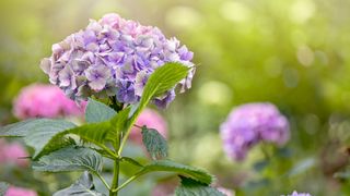 pale purple and pink flowering hydrangeas in bloom