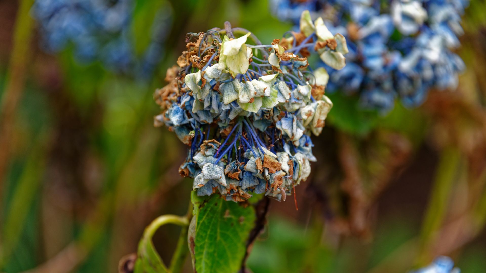 picture of drought-effected hydrangea