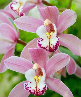 Close-up image of the beautiful pink orchid Cymbidium Gorey Faldouet
