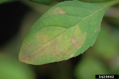 Discolored Diseased Butterfly Bush