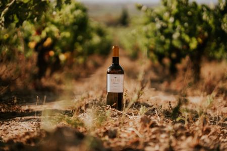 Bottle of Bodegas Izadi wine in the middle of a row of vines 