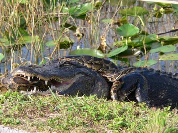 alligator and burmese python fight, florida has the most potentially invasive reptiles and amphibians in the world