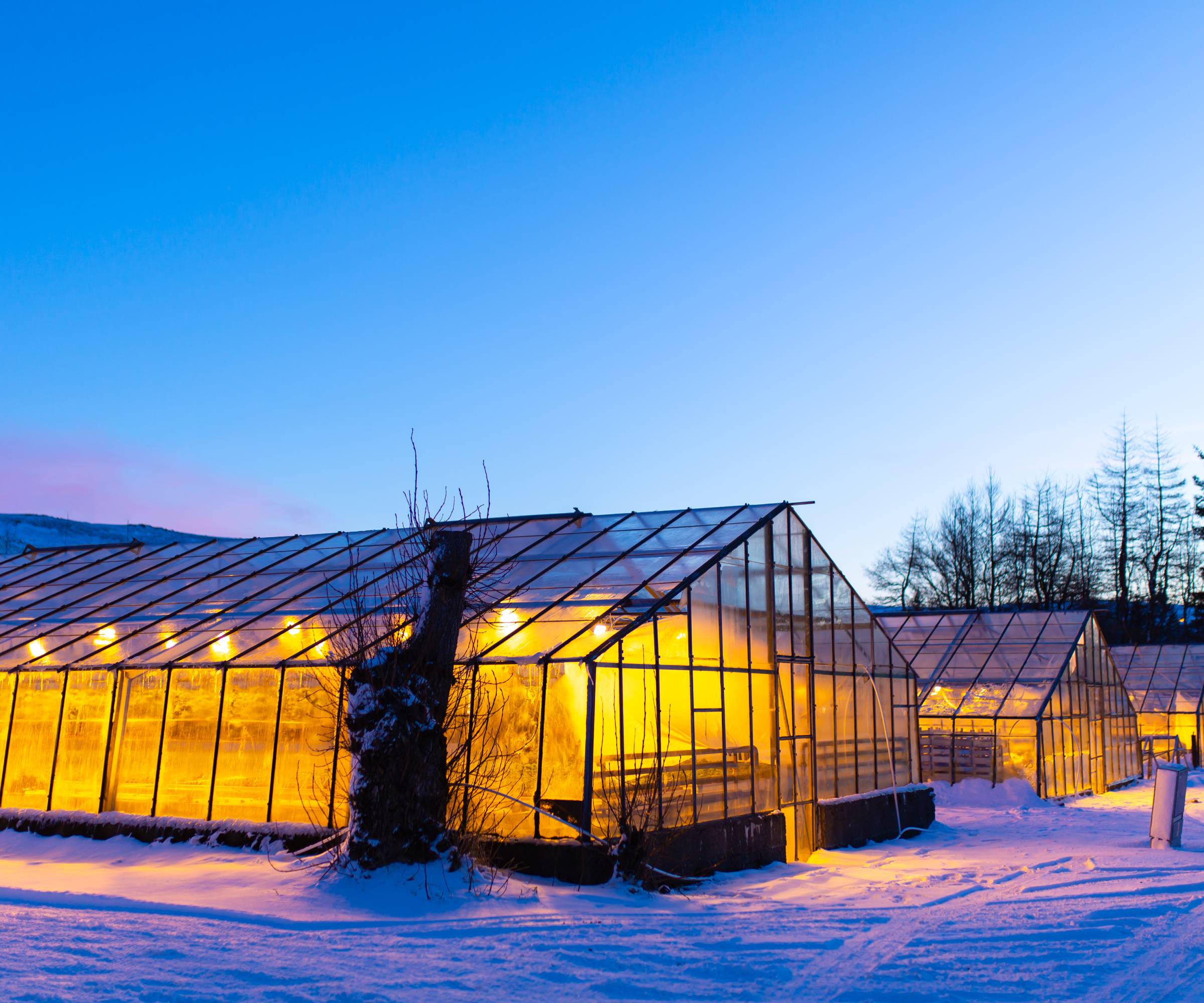 A lit up greenhouse in the snow in evening
