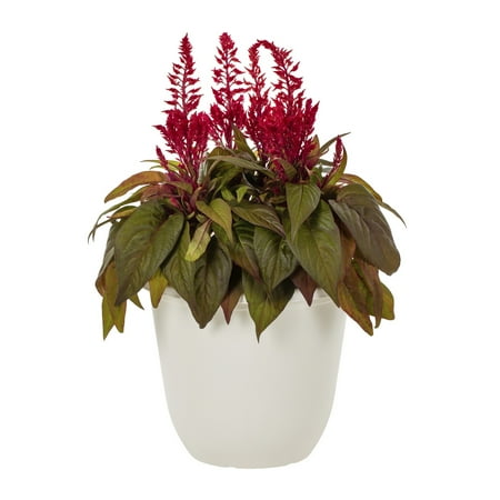 Dragons Breath 1.5gal Red Celosia Live Annual Plant Decorative Pot Sun