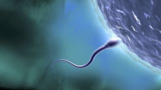 an illustration of a sperm entering an ova