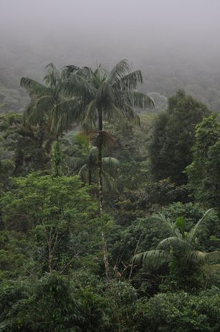 The palm (Euterpe edulis) relies on birds to disperse its seeds.