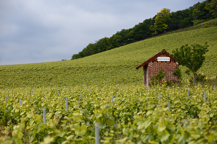 AVENAY-vineyard-in-June.jpg