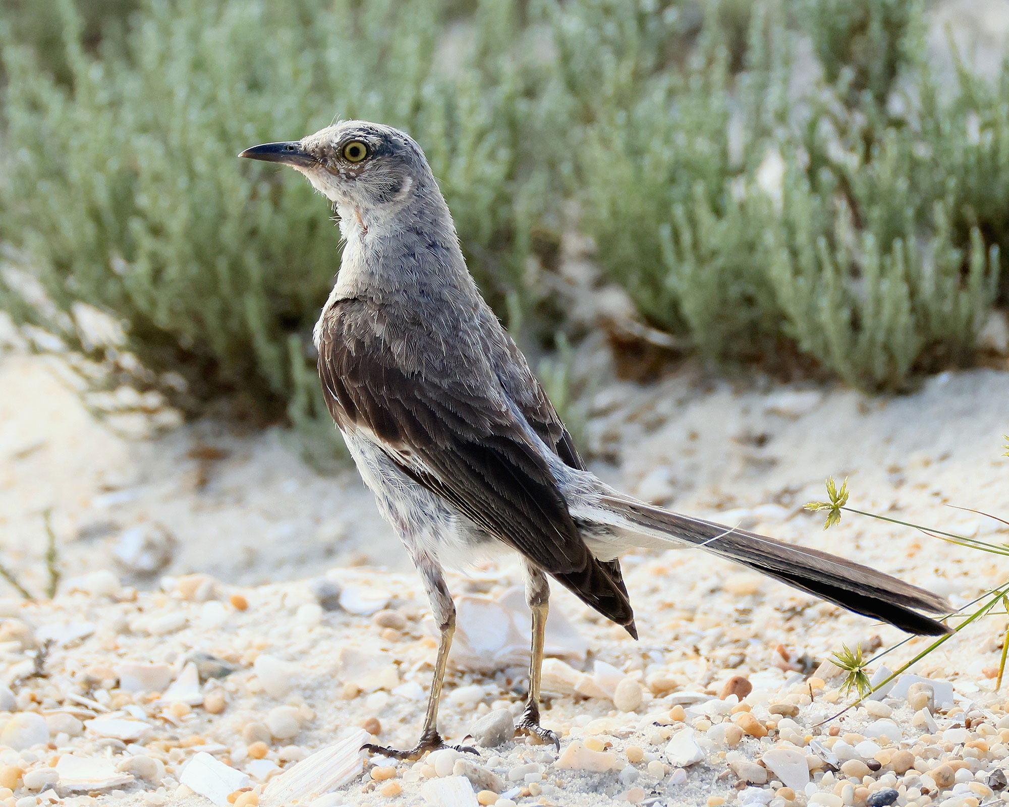 A Northern Mockingbird populates Lido Beach on August 23, 2024 in Lido Beach, New York. The Long Island region provides a welcome habitat for a large assortment of aquatic birds