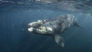 A southern right whale swims in deep waters off the coast of Argentina.