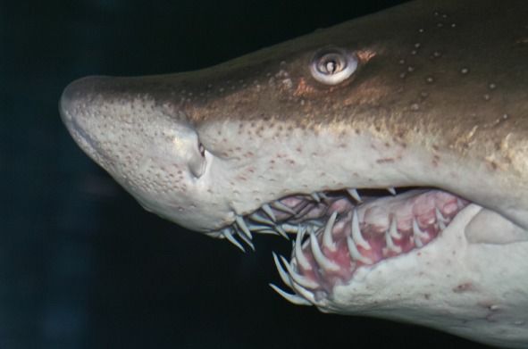 Why Shark Embryos Gobble Each Other Up In Utero
