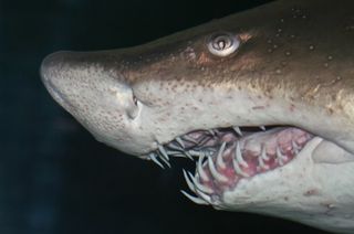 A sand tiger shark bares his scary teeth