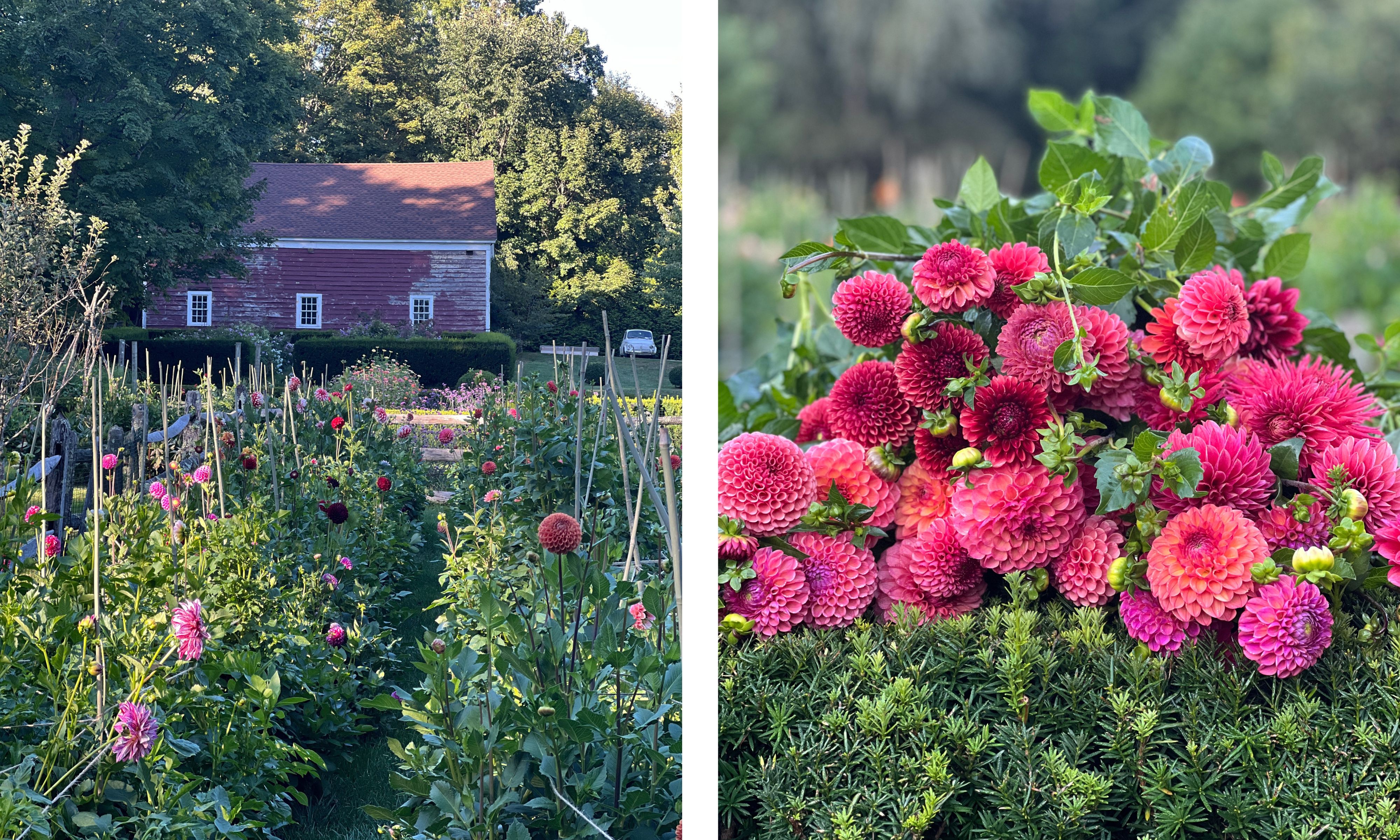 Pink and red dahlias in a cutting garden in New England