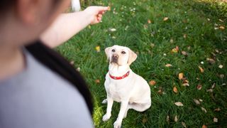Labrador learning to sit while trainer holds treats above it